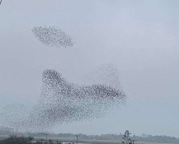 Samantha Fewtrell captured the murmuration of birds over Rainham