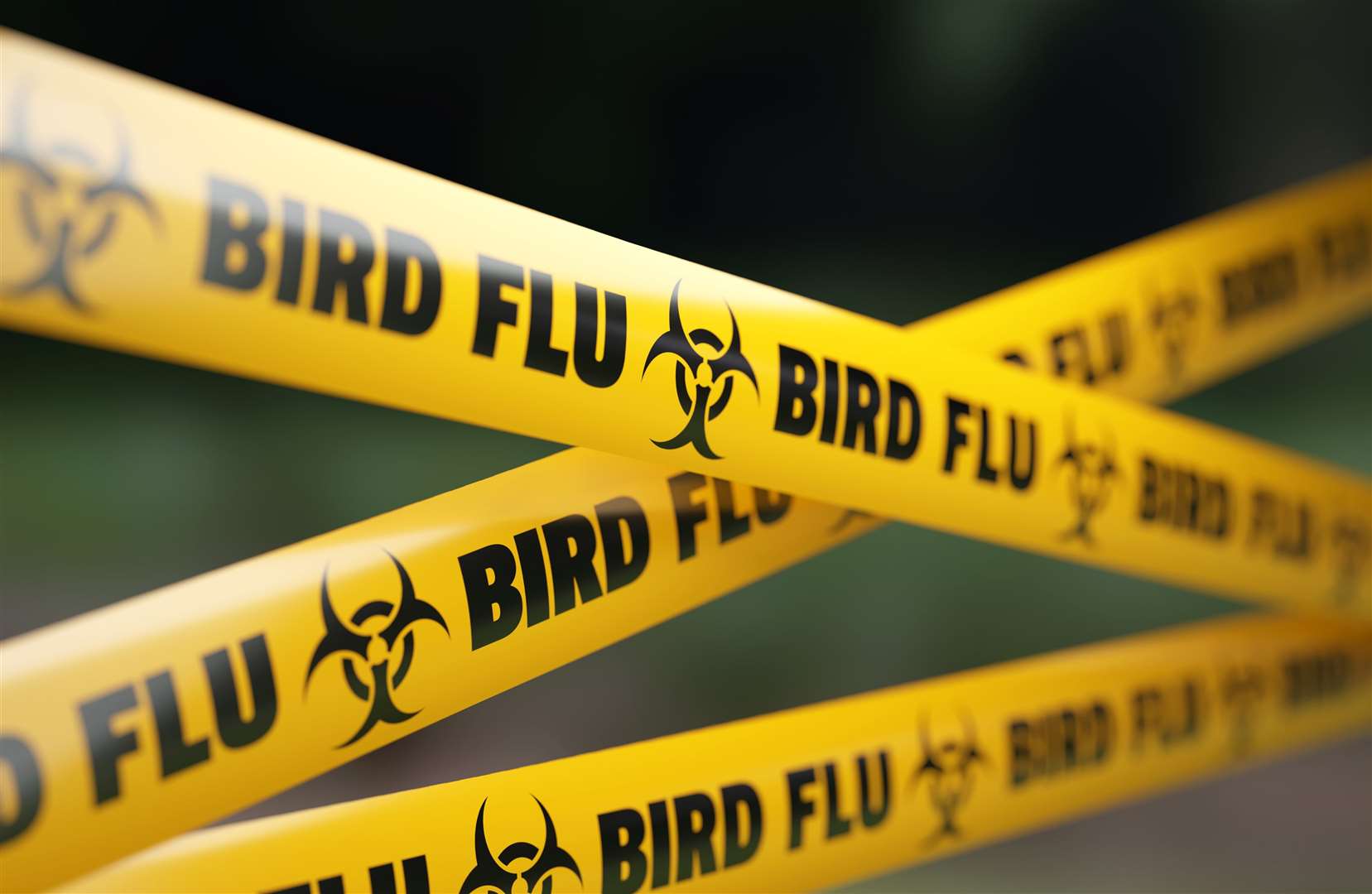 Animal and Plant Health Agency testing has confirmed bird flu at a farm near Folkestone. Picture: iStock