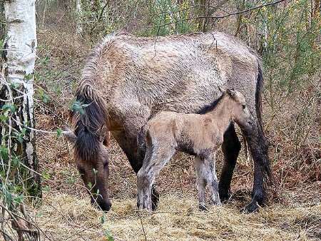 Michael Garrod's picture of the new foal born to the wild konik horses as Gibbin's Brook