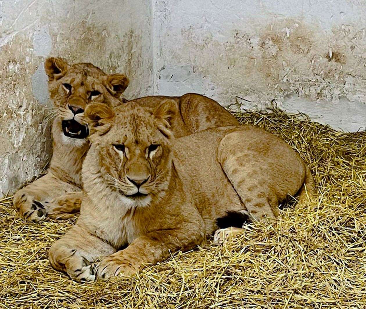 Sisters Amani and Lira were rescued from a breeding facility. Picture: Wild Animal Rescue/IFAW