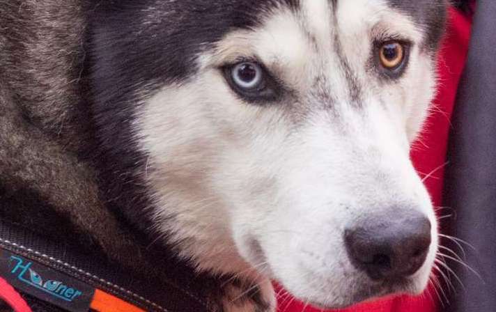 A witness said the dog involved in the latest attack was a husky. Picture: Stock image