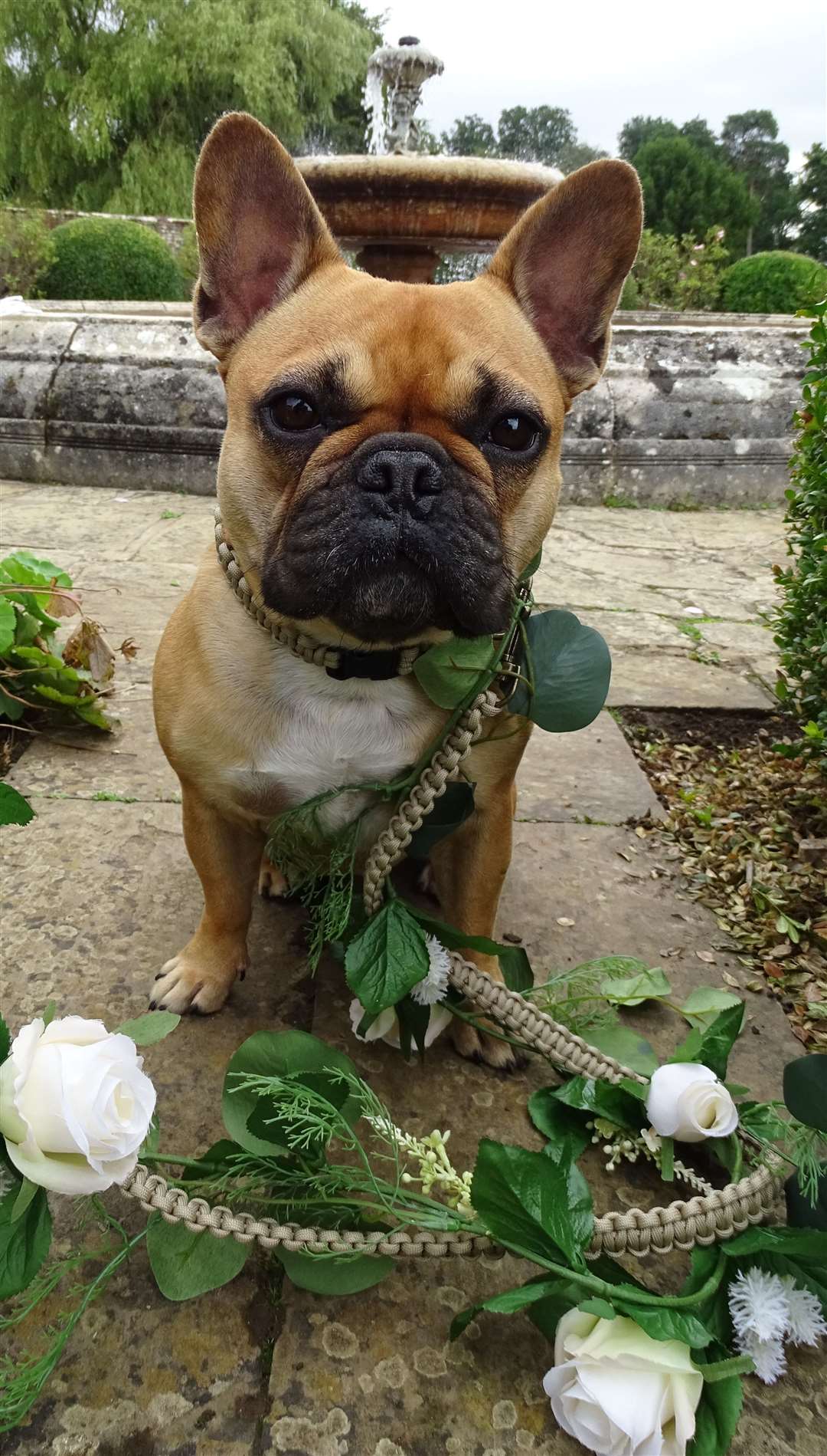 The dogs have to scrub up for the day Picture: Furrytail Weddings