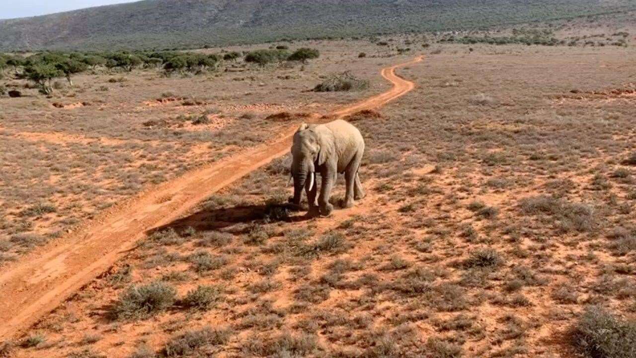 The elephant was found wandering around a reserve in South Africa
