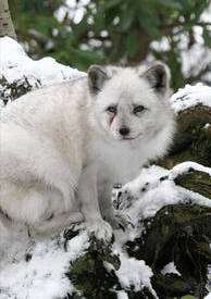 Arctic foxes loving the snowy conditions at Wildwood Discovery Park