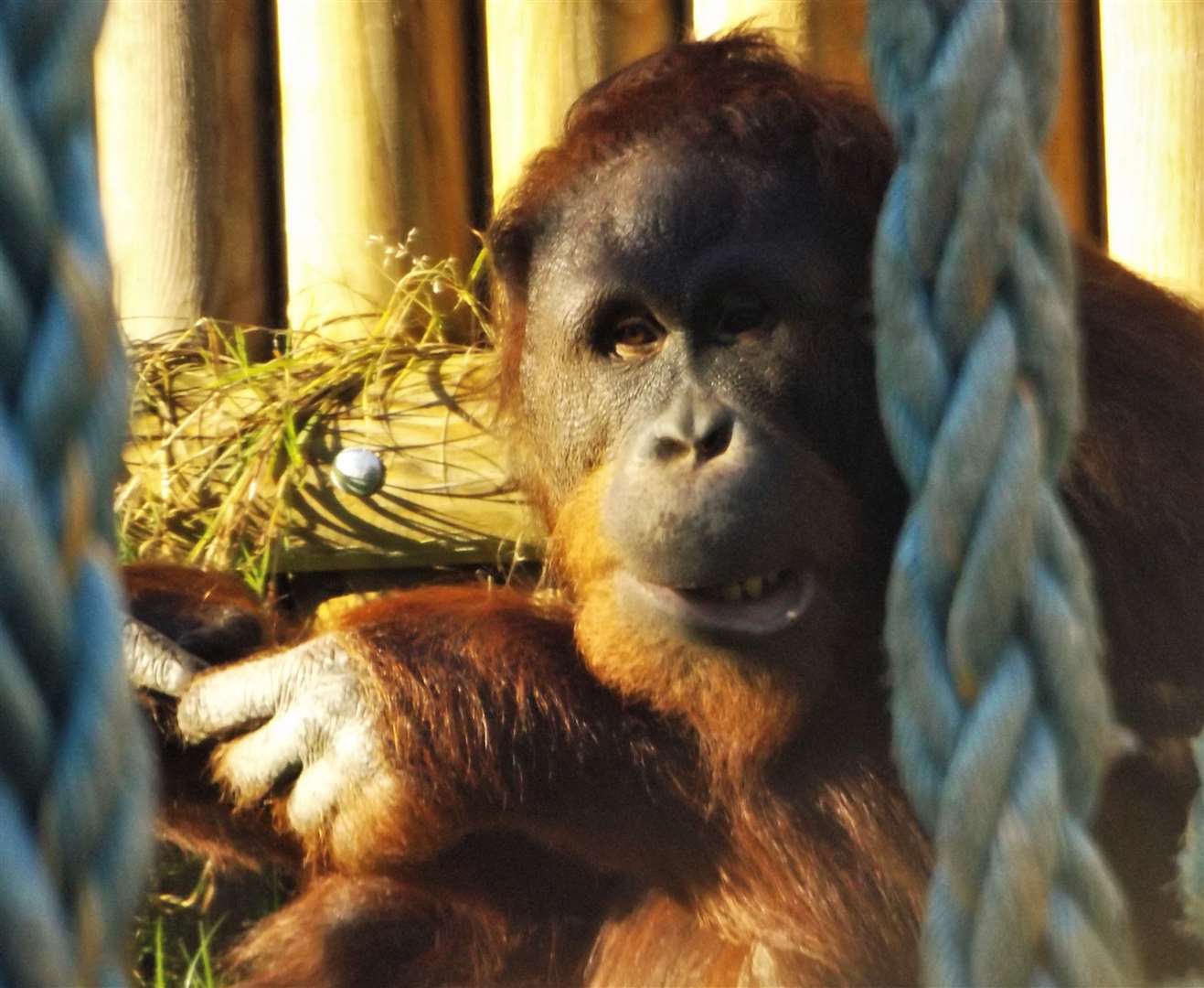 Orangutans have recently arrived at the park... they won't be seeing any visitors for some time