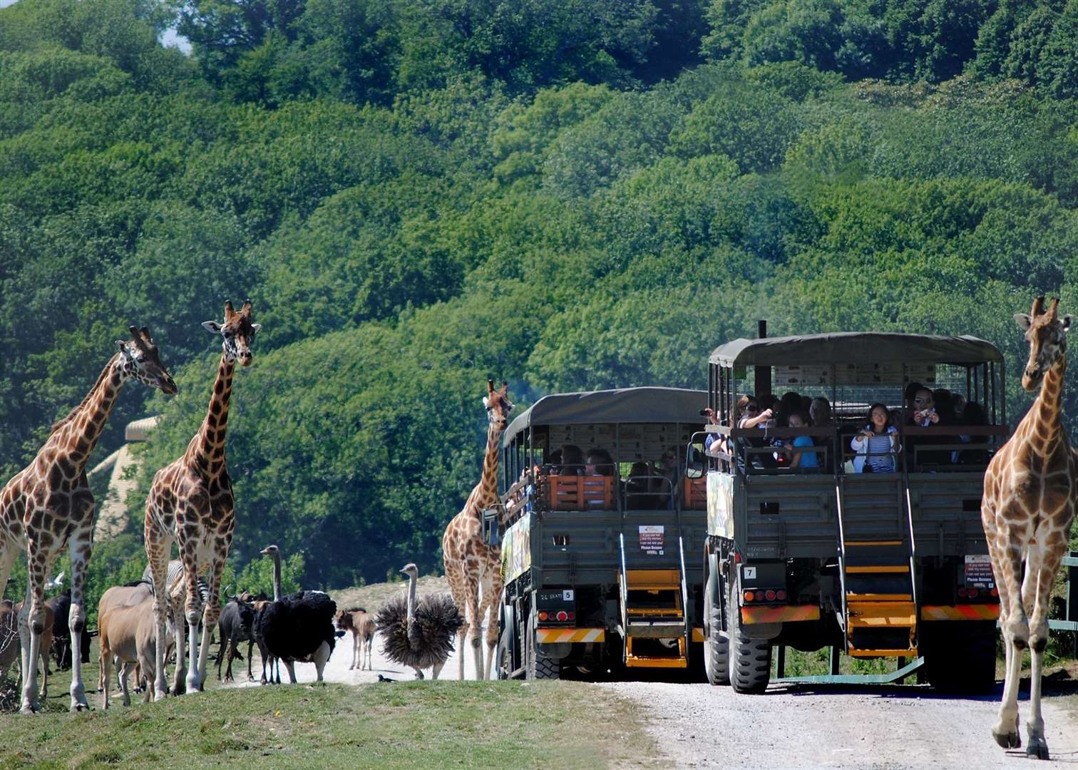 Win a safari tour and afternoon tea at Port Lympne Reserve. Picture: Port Lympne Reserve