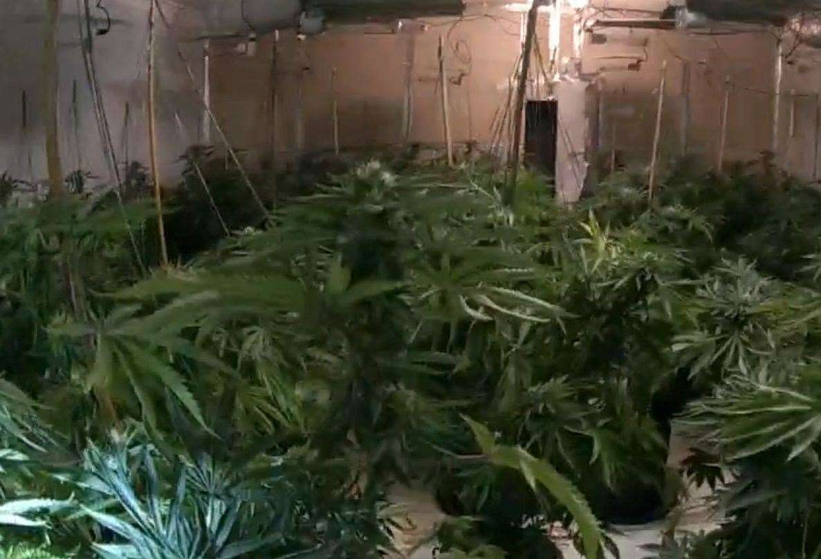 More than 100 plants, as well as growing equipment, were seized. Picture: Kent Police