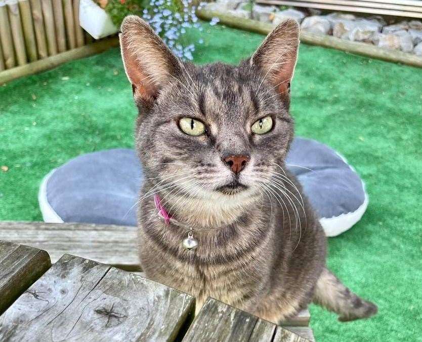 Boo the nine-year-old cat was shot at in Ashford
