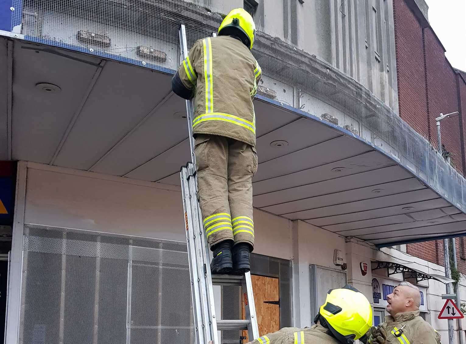 One fire engine attended, and crews removed part of the soffit to allow the birds to escape. Picture: Kent Wildlife Rescue Service