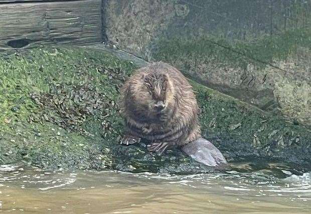 Beaver spotted stranded in Ramsgate. Picture: Darril Edwards