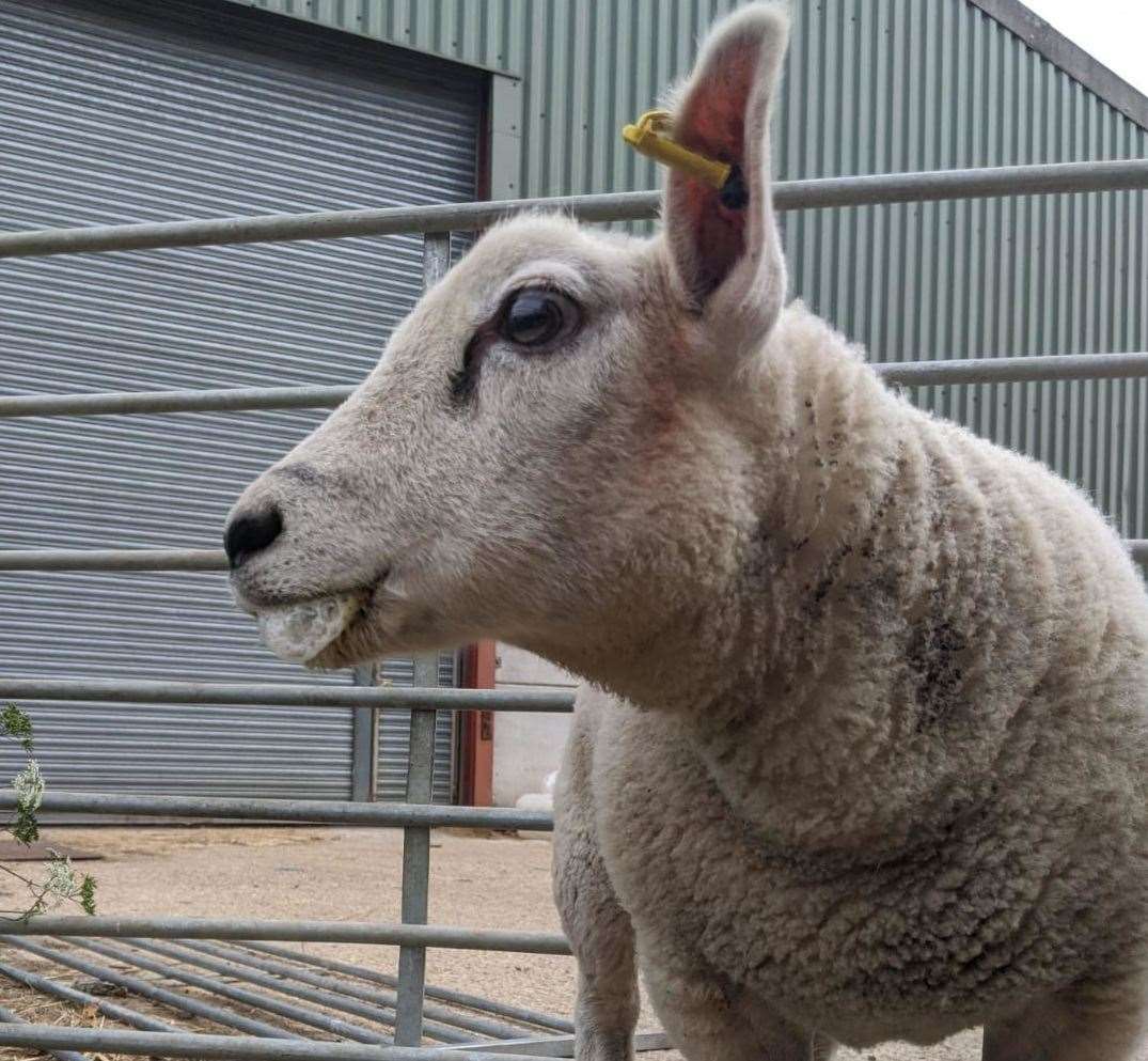 Lambs were poisoned on a farm run by Zoe Colville and Chris Woodhead Picture: Zoe Colville