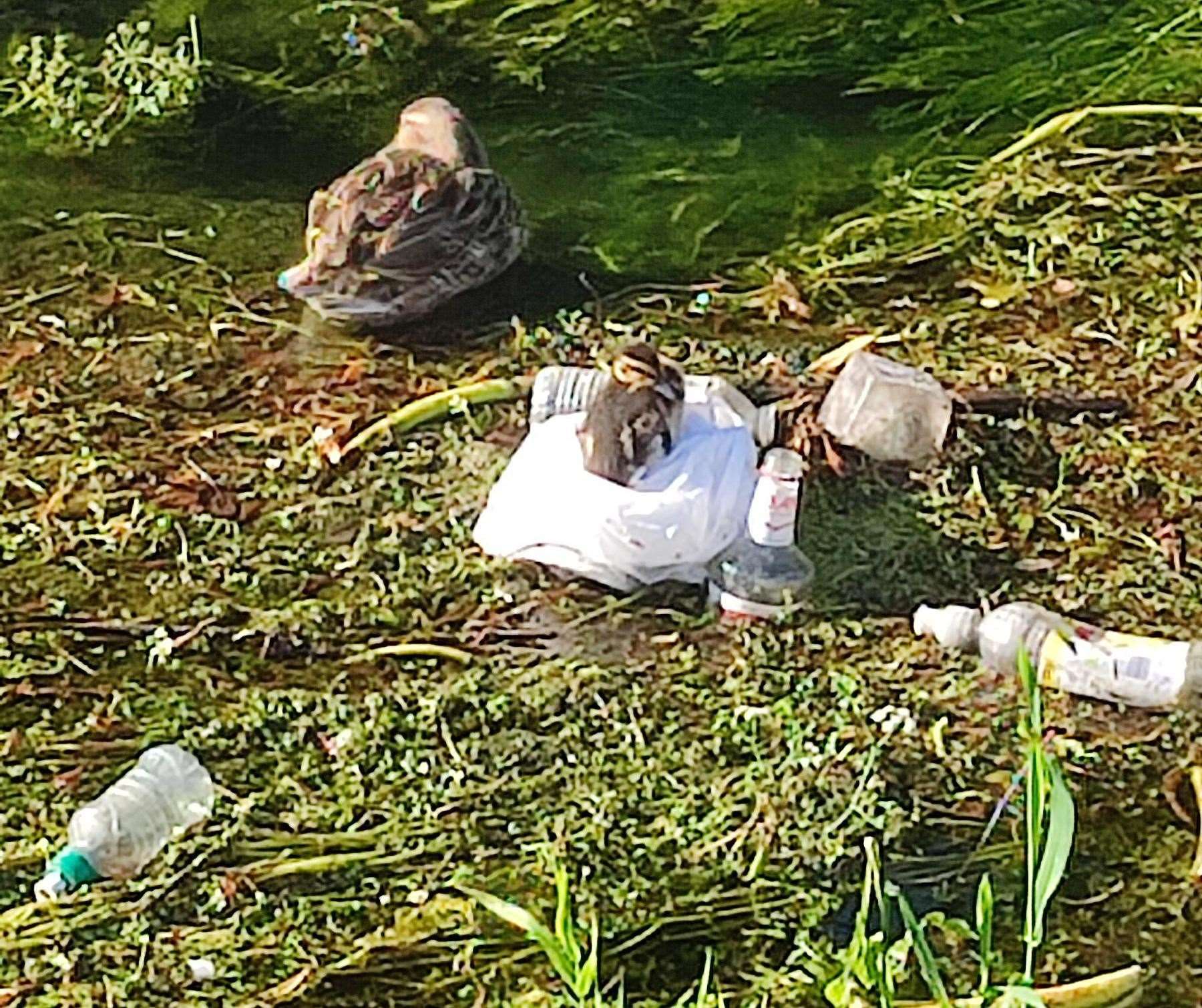 The duckling was spotted near Millers Field in Canterbury on Monday. Picture: @travellingfortales