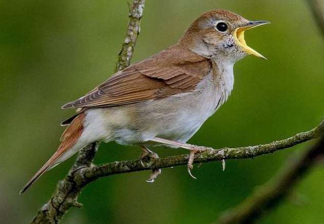 The area is covered by an SSSI as it is a habitat for the protected nightingales. Picture: Roger Wilmshurst