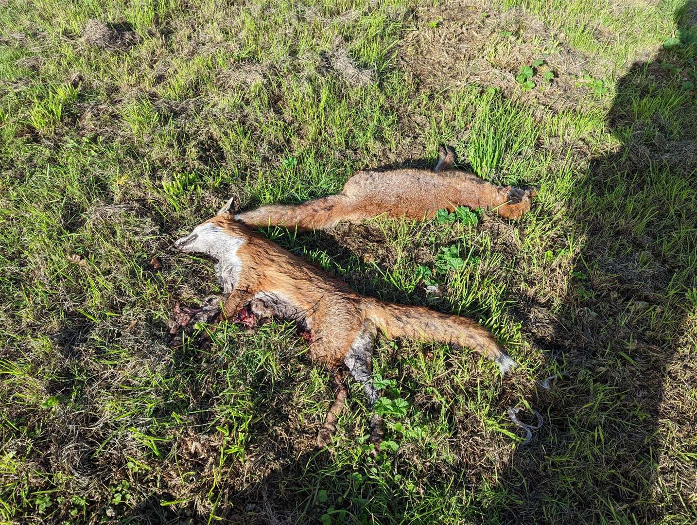 The RSPCA is investigating and is appealing for information after the bodies were spotted lined up side-by-side near the New Thanet Way in Herne Bay. Picture: RSPCA