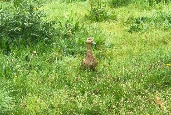 Mum duck waits to be runited with her ducklings Photo: KFRS