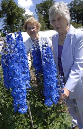 Lorna Turner and Audrey Flowerday admire a Margaret delphinium at the National Delphinium Society Day