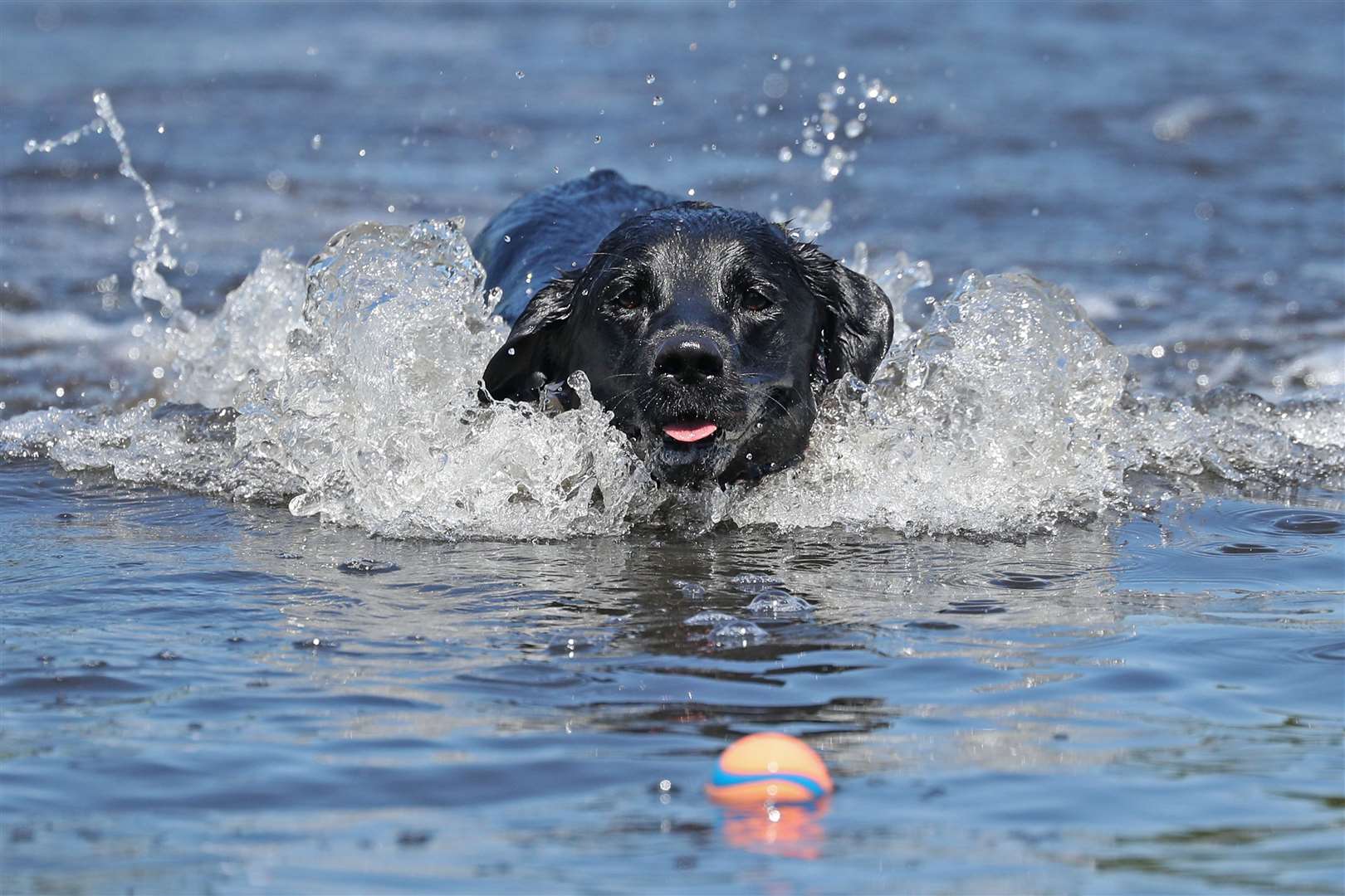 On Clapham Common in south London, Zed the black labrador cooled off with a splash into the pond (Jonathan Brady/PA)