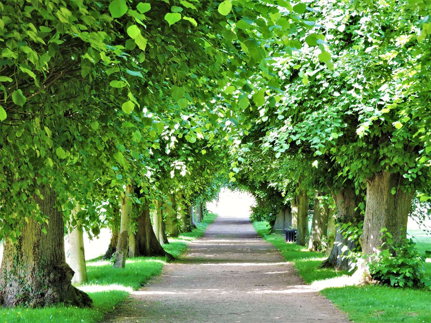 The Lime Walk at Penshurst Place