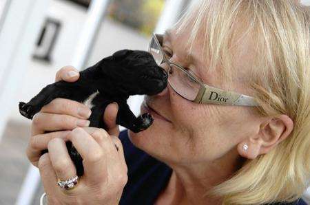 Julie Pilbeam with one of her labradoodle pups
