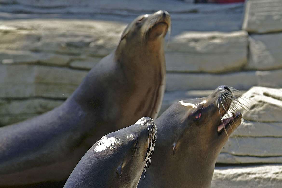 Sea lions at Nausicaa in Boulogne.