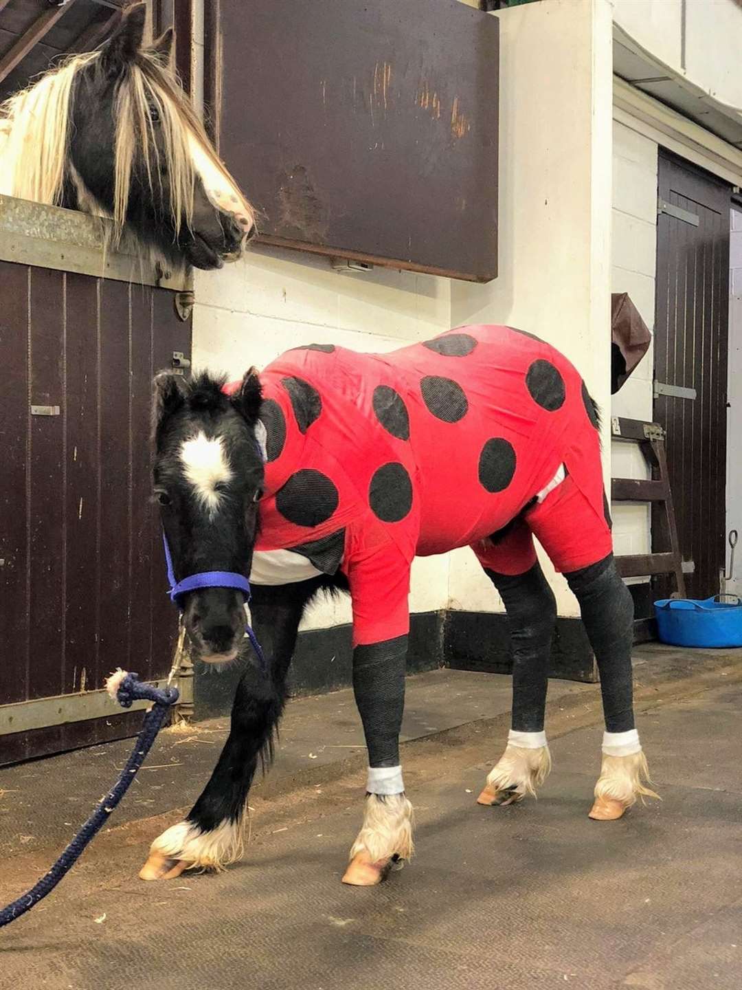 Vets have got creative with Phoenix's bandages to brighten up his recovery