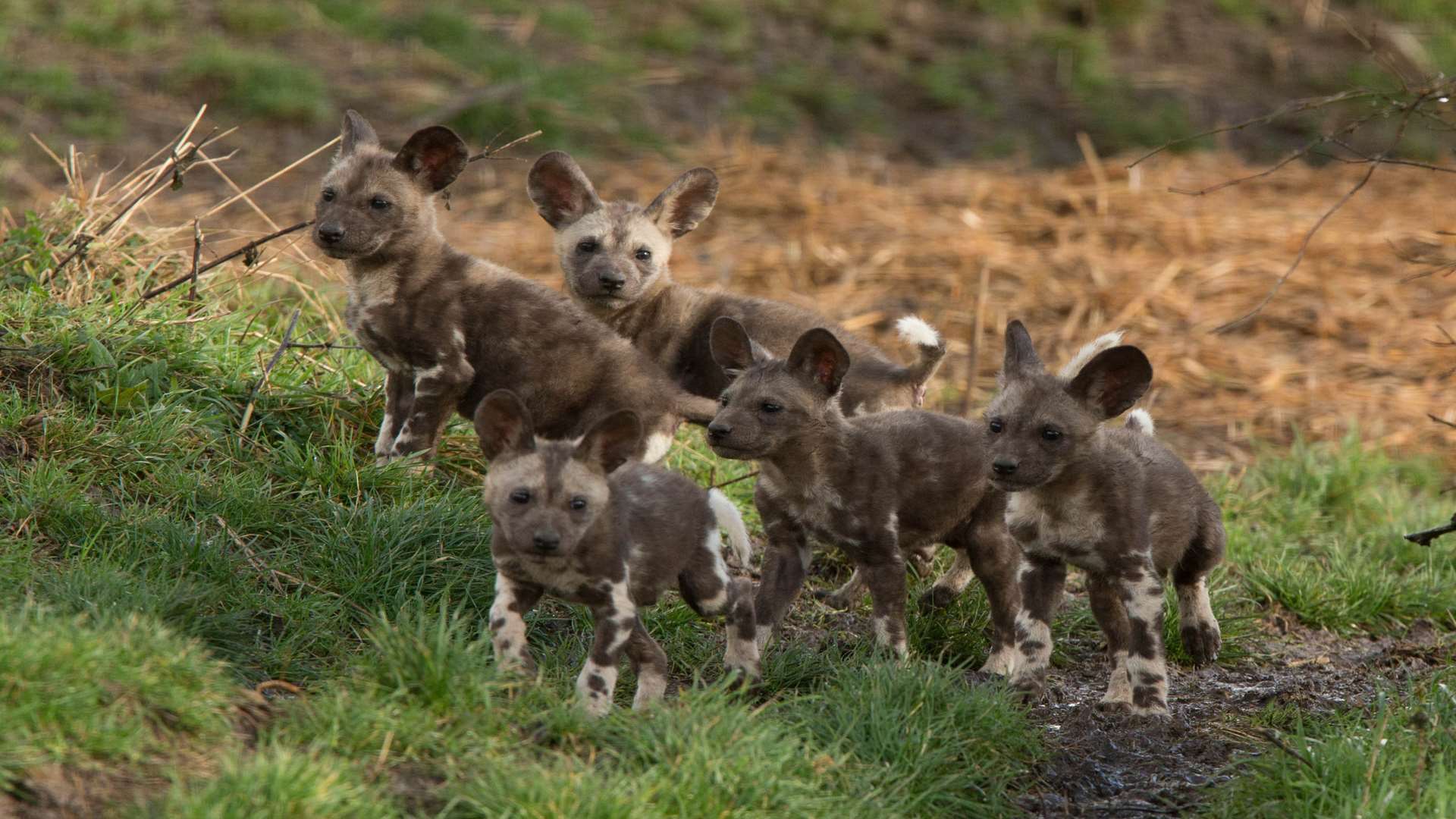The new African wild dog pups at Port Lympne. Picture: David Rolfe.