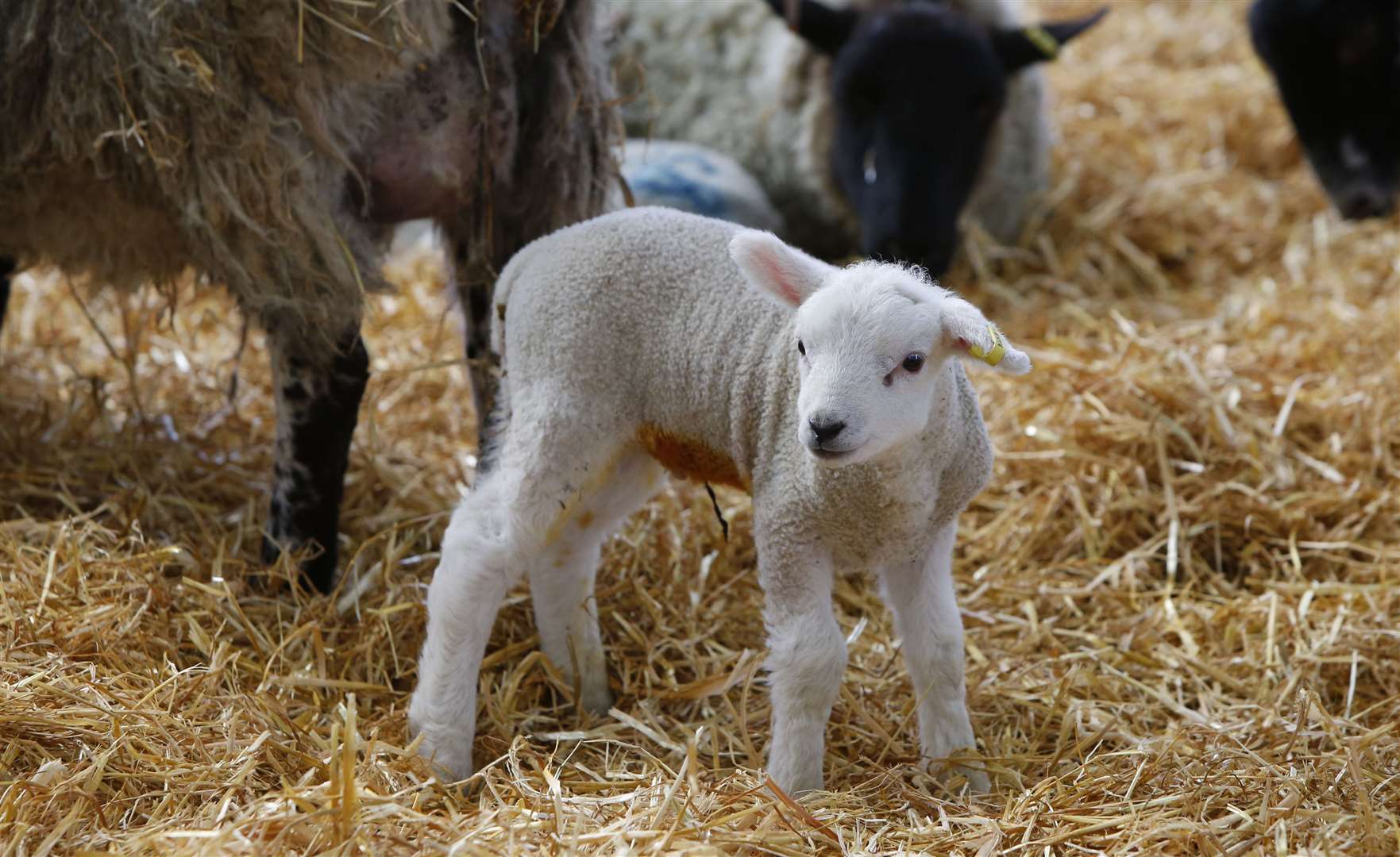 Hadlow College Lambing Weekend was one of the first events to be cancelled as a result of the coronavirus outbreak Picture: Andy Jones