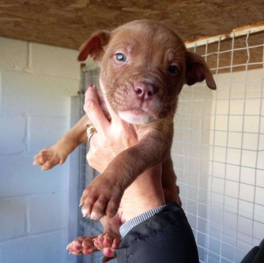 One of Daisy May's puppies weeks after being rescued. Picture: Guardian Angels
