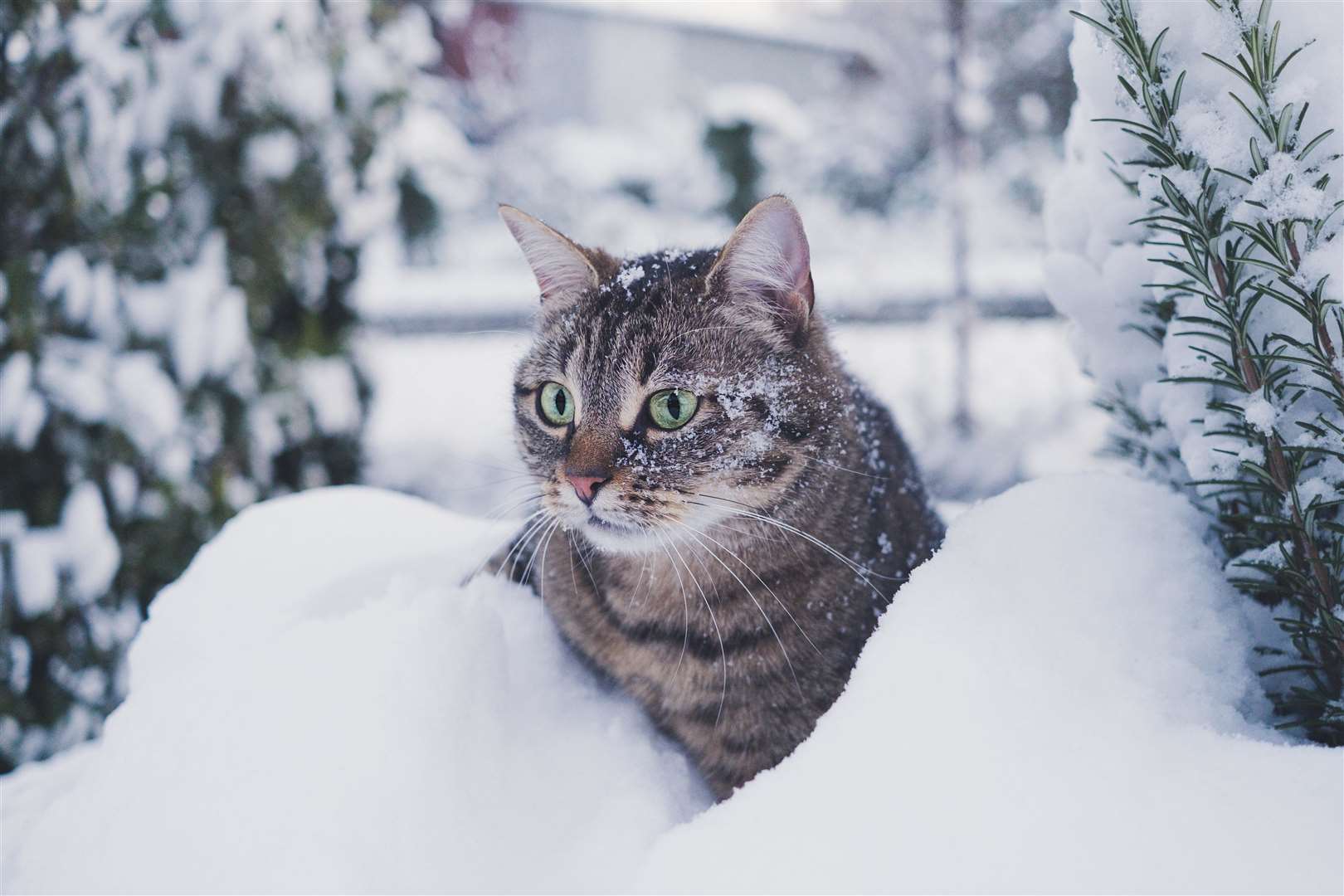 It is important to keep your cat warm during colder months. Picture: Sandra Kapella, Unsplash