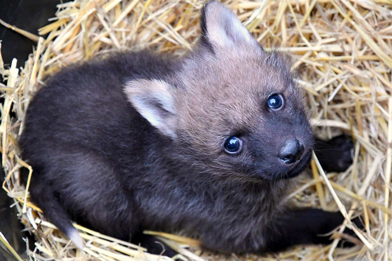 Maned Wolf cub (Yorkshire Wildlife Park)