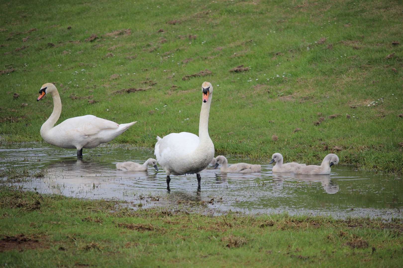 Swans at Barton's Point Coastal park, Sheerness. Picture: John Nurden (14284027)