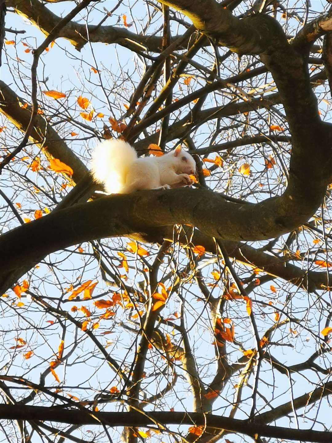 An albino squirrel near Chatham Cemetery in Maidstone Road