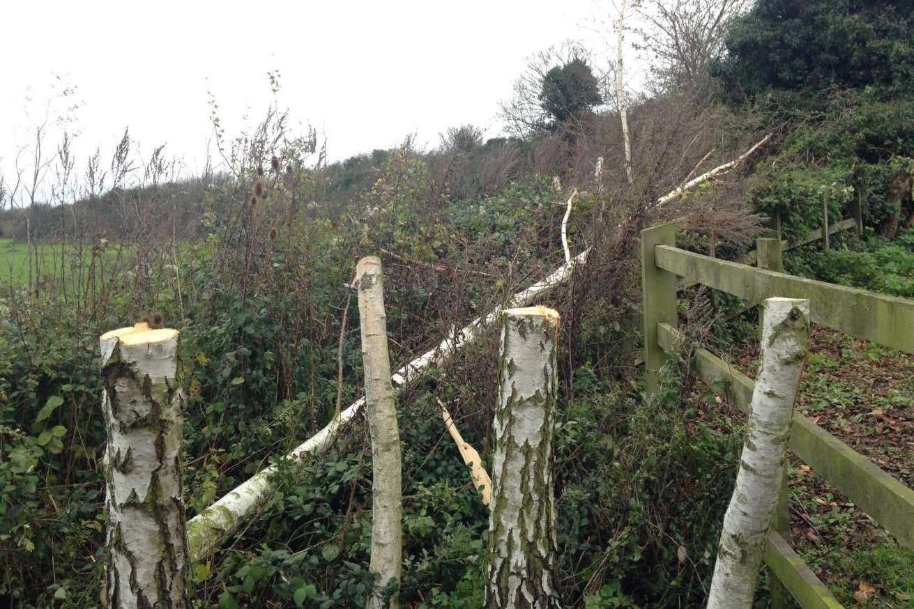 Silver Birch trees cut down at Riverside Country Park