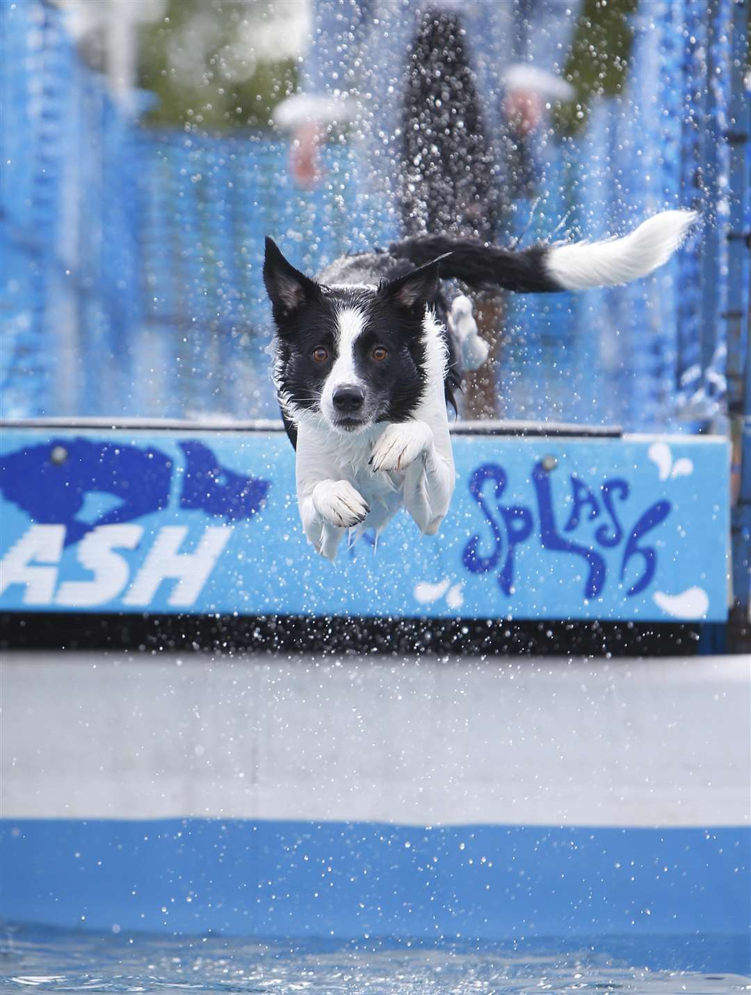 Border collie Zac from Faversham taking part in the Dash n' Splash Challenge at last year's show Picture: Andy Jones
