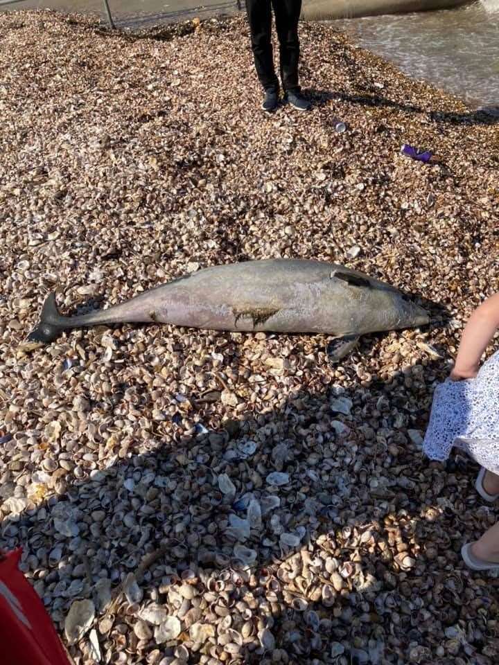 Beachgoers pictured the baby porpoise before it was removed. Picture: Megan Fowler