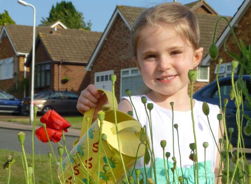 Amy Luckhurst, five, from Newington, waters poppies alongside the A2