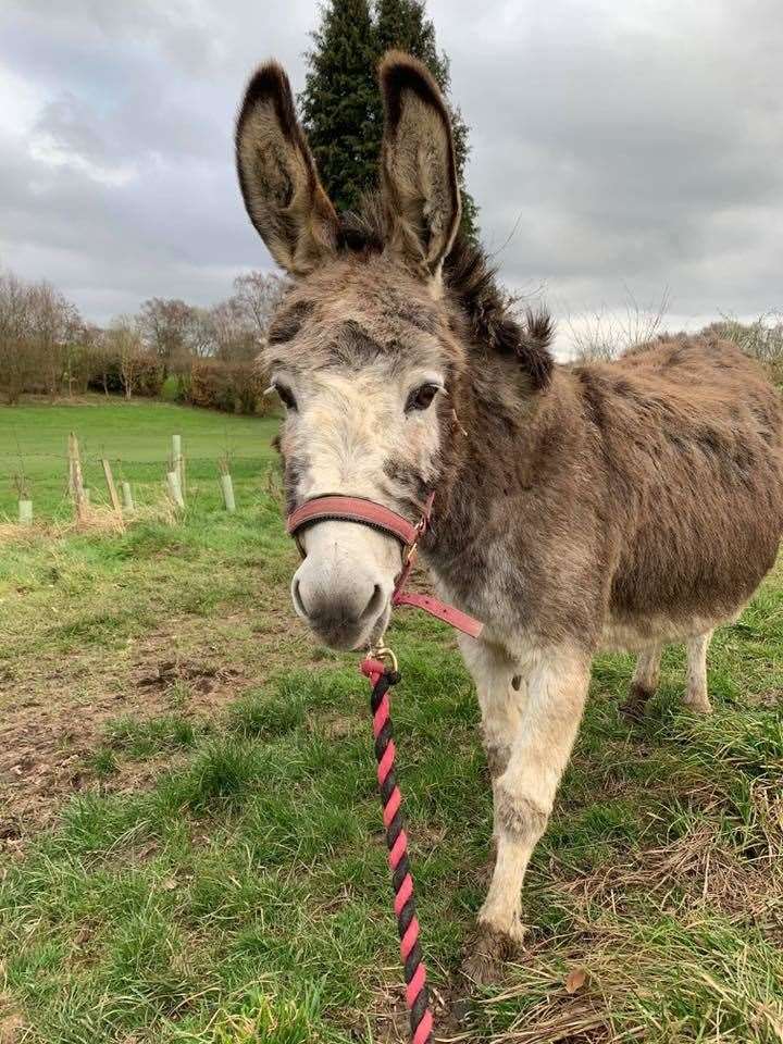 Alice, a rescued donkey who lives at Foal Farm permanently