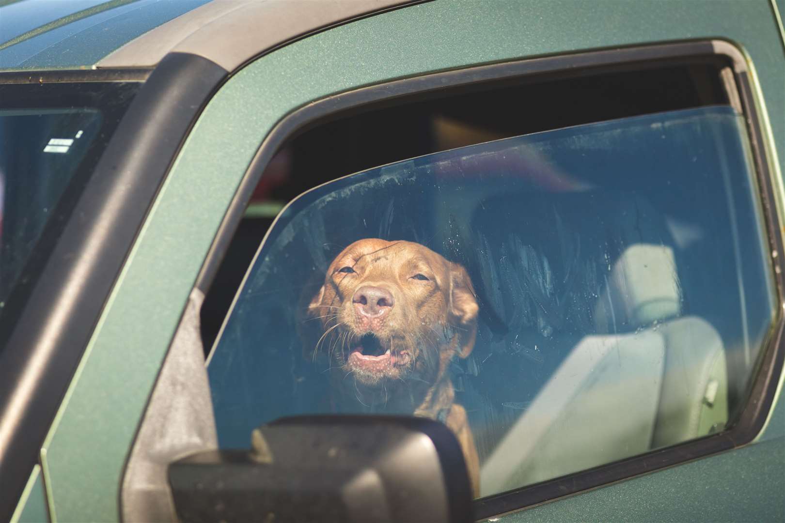 File picture of a dog left in a hot car Picture: iStock