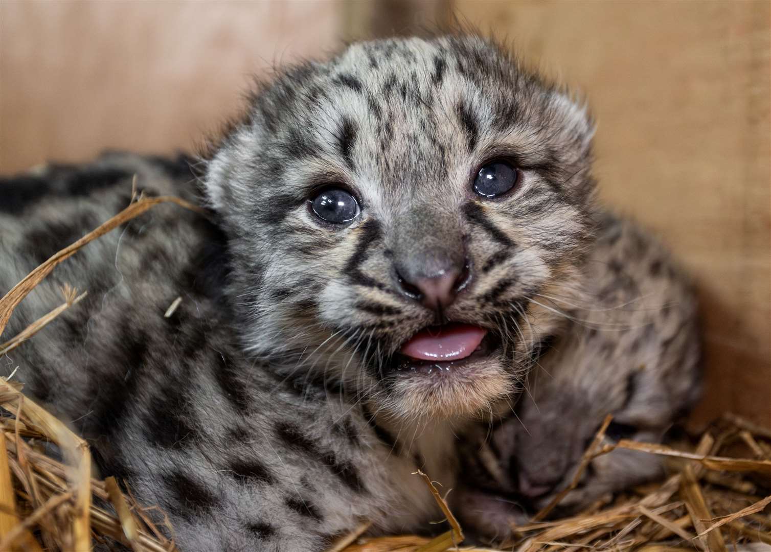 One of the new born cubs. Picture: Jack Valpy
