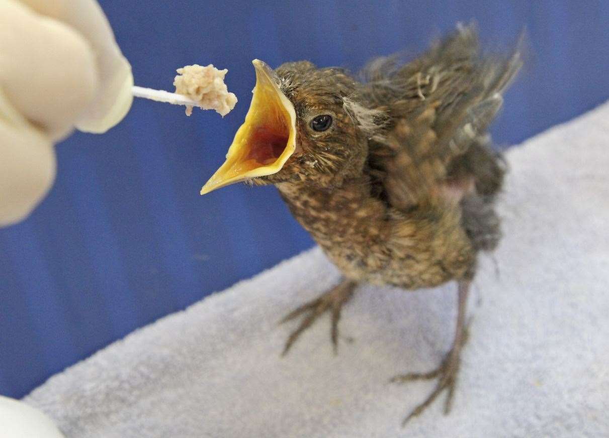 Fledglings are learning to fly and will have all of their feathers