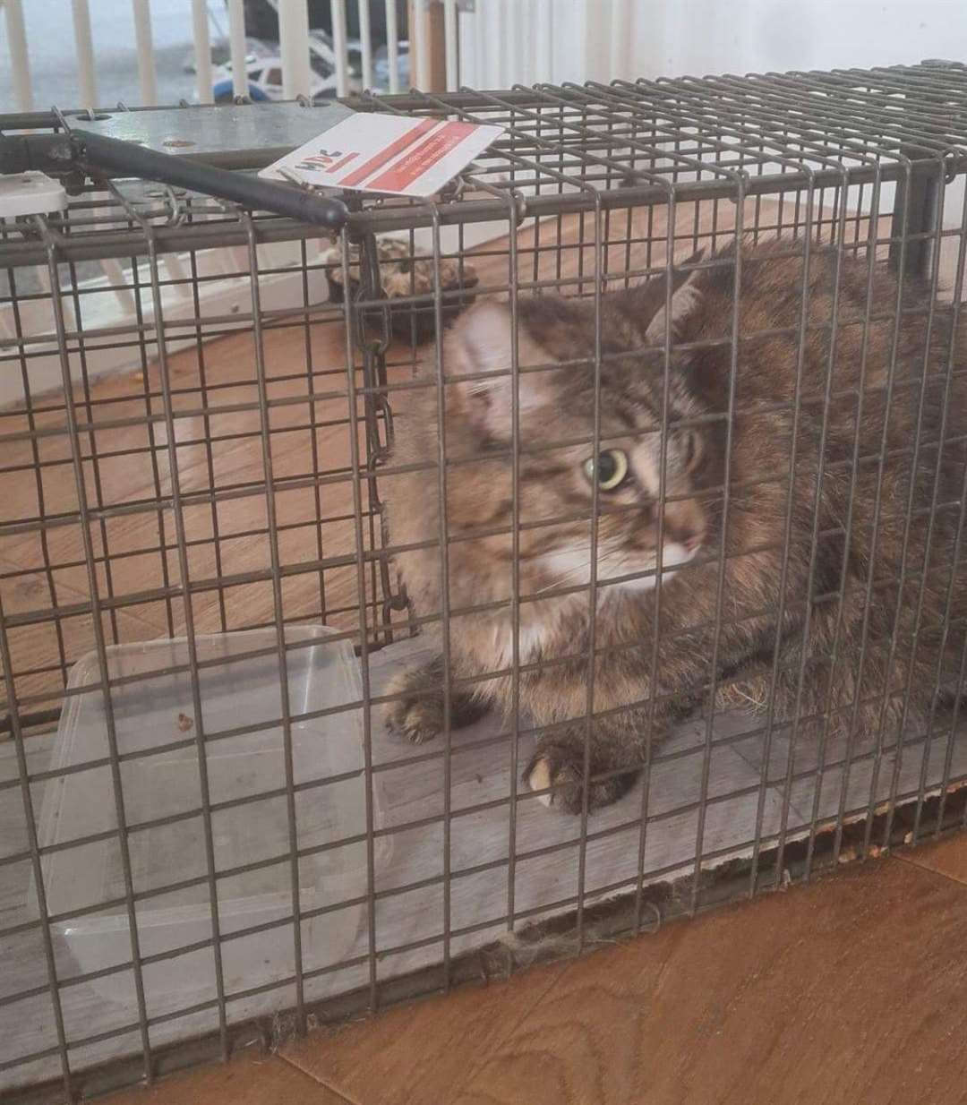 Honey was caught in a cage and brought back home