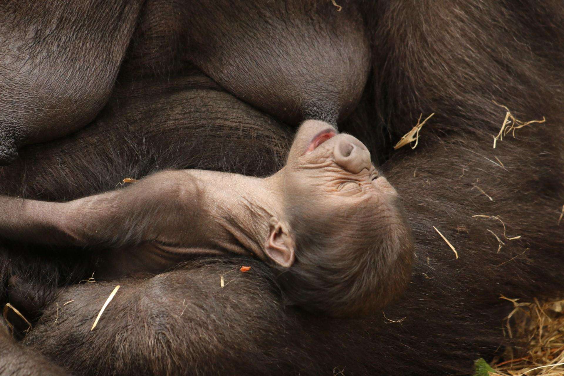 Canterbury: baby gorilla born at Howletts Wild Animal Park breaks world  record