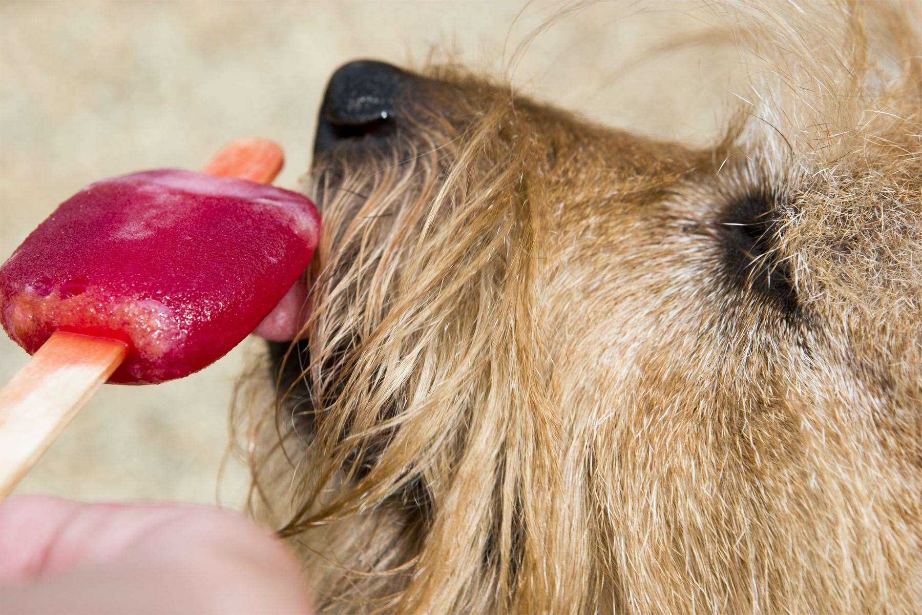 An ice lolly is a great way to cool your pet down. Picture: iStock.