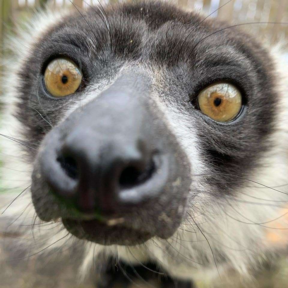 A lemur at the Fenn Bell Zoo. Picture: The Fenn Bell Conservation Project