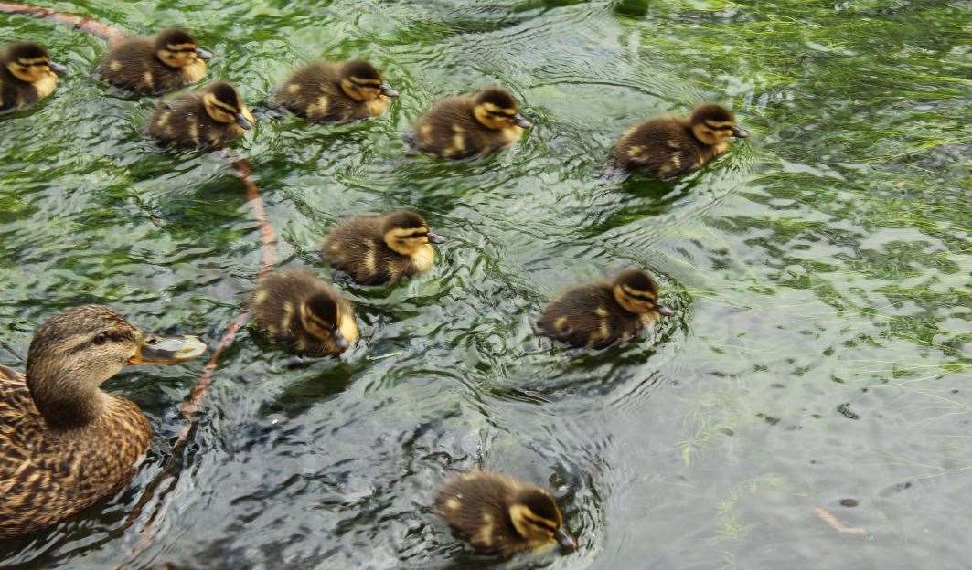 Ducklings in the River Stour at Westgate Gardens, Canterbury. Picture: Lily Hawker-Yates. (9726750)