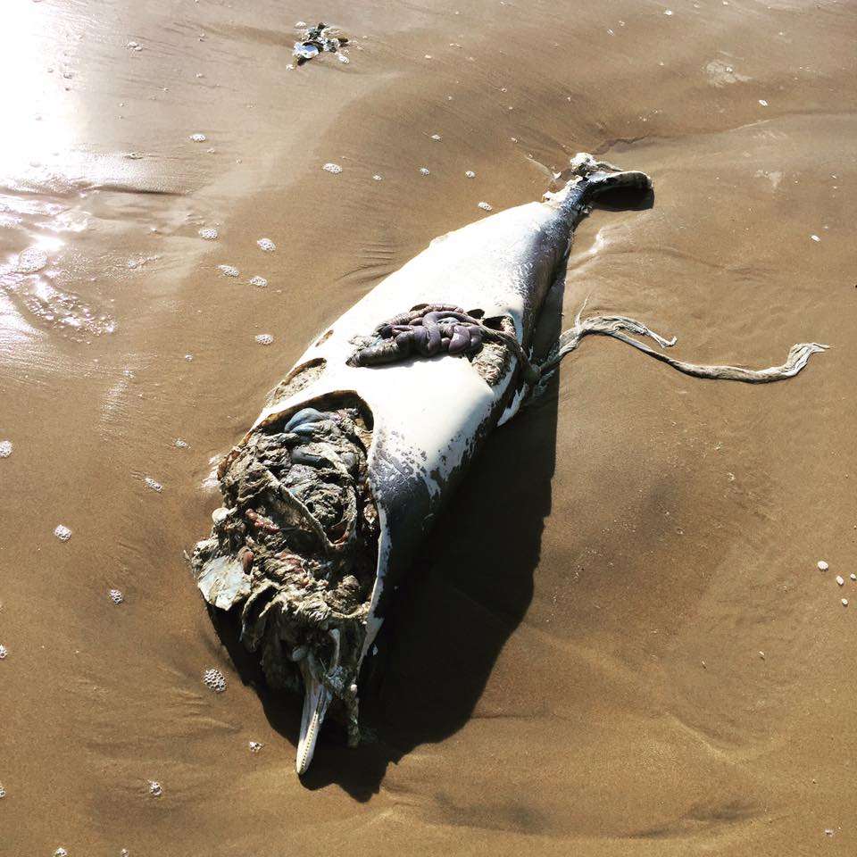 The dead porpoise was found at Westbrook Bay beach