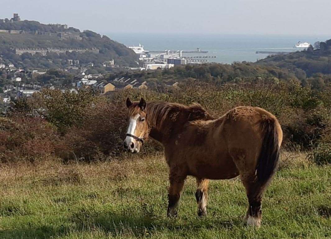 Dover's docks and town centre valley as seen from the Whinless Down hill. Picture: Sam Lennon