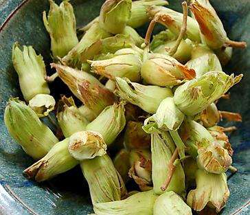 Cobnuts: as Kentish as they come