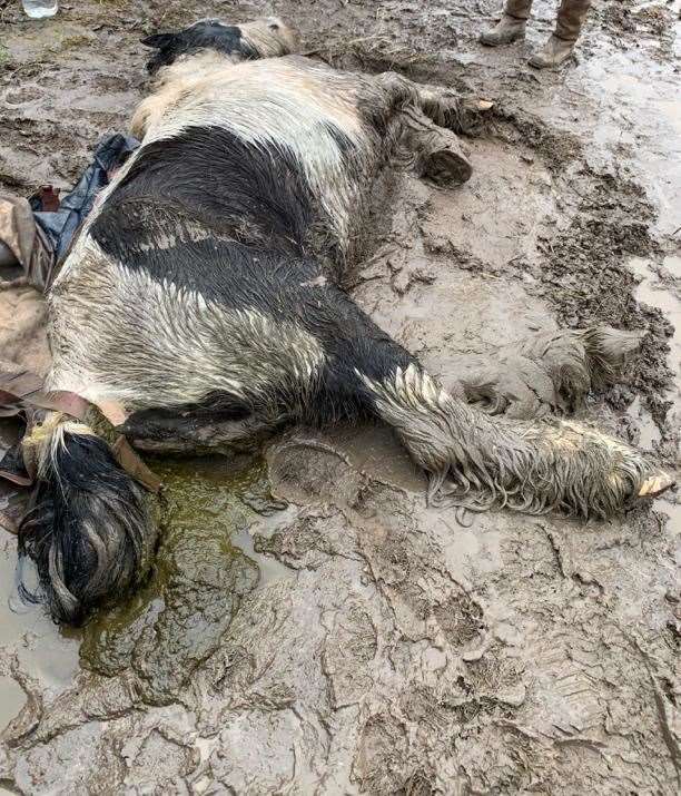 The pony, named Cecilia, was 'left to die' after being dumped