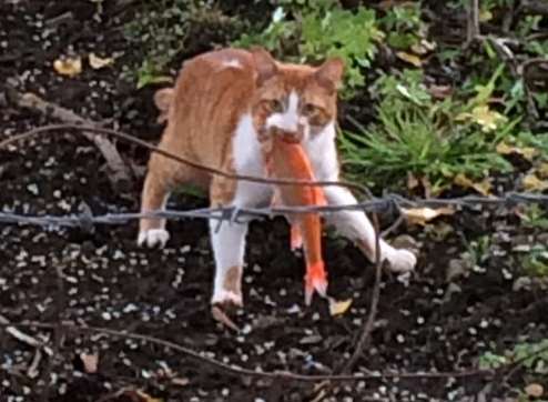 The cat was spotted in Sandwich. Picture: James Redshaw